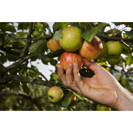 Premium Organic Natural Cider 75cl by Isastegi