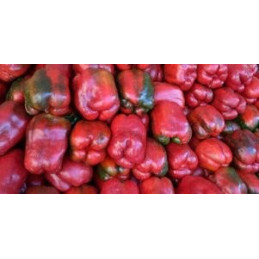 Morron Pepper per/kg