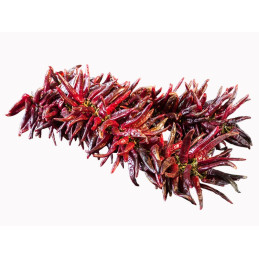 Piparrak dried 200 unit string